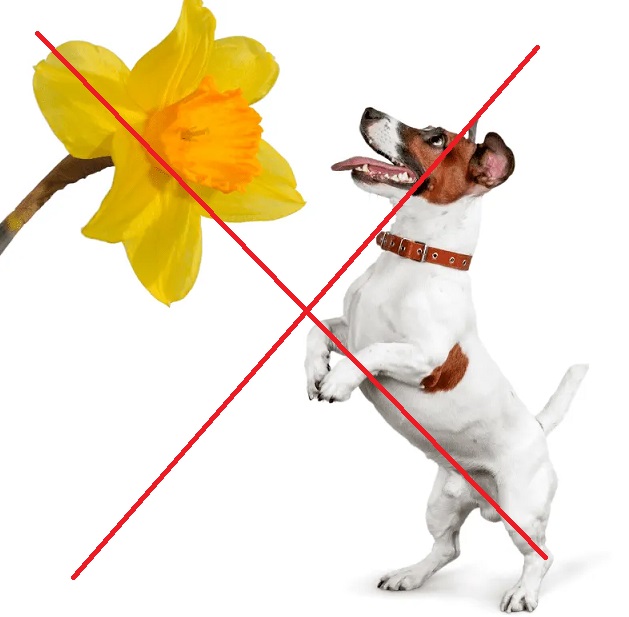 Dog-daffodil-pettoyus