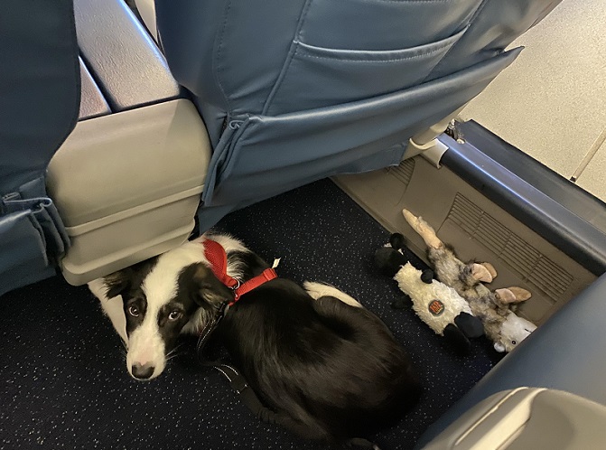 dog-airport-review-pettoyuss
