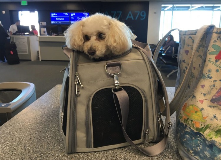 dog-airport-review
