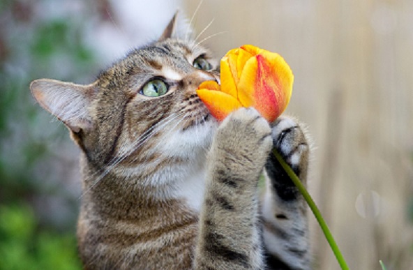 tulip-Plants that should not be planted when keeping pets in the house-pettoyus